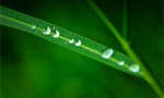 dew drops