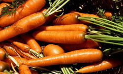 carrots and eyesight