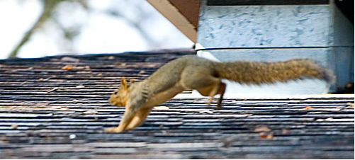 squirrel-bounding-2